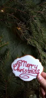 Hand holding a Merry Christmas cookie with pine branches background.