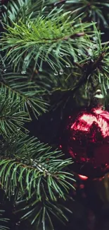 Christmas tree branch with red ornament