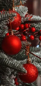 Red Christmas ornaments on a tree branch.