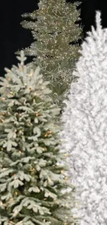 Festive trio of Christmas trees in a winter scene.