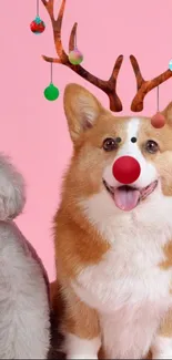 Festive corgi with antlers and poodle on pink background.