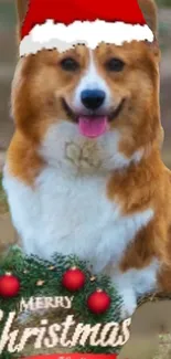 Cute corgi wearing a Santa hat enjoying Christmas.