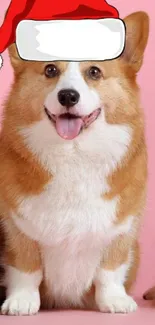 Cute corgi with Santa hat on pink background.