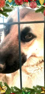 Dog behind bars with festive decorations.