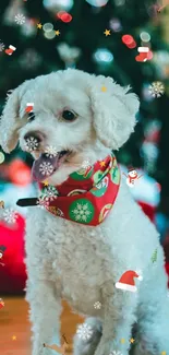 Adorable white dog with festive Christmas scarf and holiday decorations.