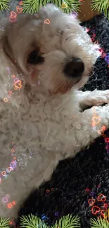 Cute white dog with Christmas border on carpet.