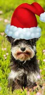 Cute black dog with Santa hat in a green field of flowers.