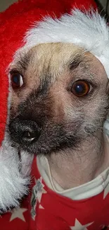 Adorable dog in Santa hat with red outfit.