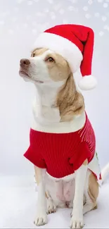 Dog in Santa hat with a red sweater on white background.