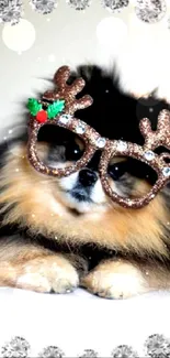 Fluffy dog in reindeer glasses with sparkling decorations.