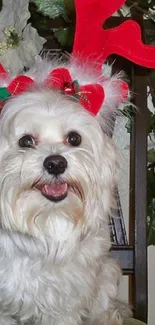 Cute white dog with red antlers, perfect for holiday moments.