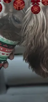 Dog with Starbucks holiday cup and festive decor.