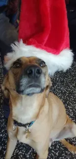 Adorable dog wearing a Santa hat on a festive background.