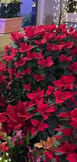 Festive holiday garden with poinsettias and Christmas tree.