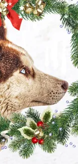 Husky in Christmas wreath wallpaper with festive decorations.