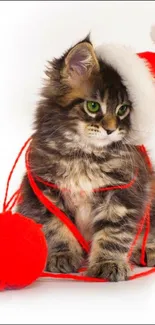 Cute kitten wearing Santa hat with red yarn.