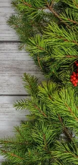 Pine branches with red berries on wooden background.