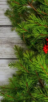 Festive wallpaper with pine branches and red berries on wooden background.