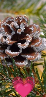 Snow-dusted pine cone with green needles and pink hearts wallpaper.