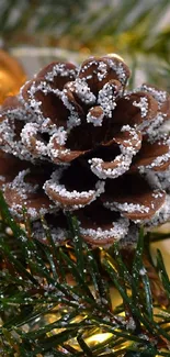 Frosted pinecone on lush evergreen branches