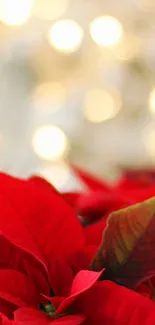 Red poinsettias with festive bokeh lights background.