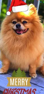 Adorable Pomeranian in Santa hat on a festive Christmas wallpaper.