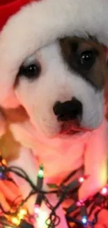 Puppy in Santa hat with colorful Christmas lights.