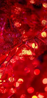 Festive red bokeh lights on Christmas tree branches.