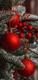 Red Christmas ornaments on pine branches.