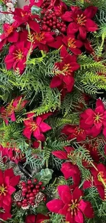 Vibrant red poinsettias with green leaves wallpaper.