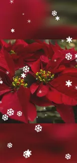 Festive mobile wallpaper with red poinsettias and snowflakes.