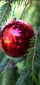 Bright red Christmas ornament on a pine branch.