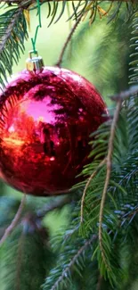 Festive red ornament hanging on a pine tree branch.