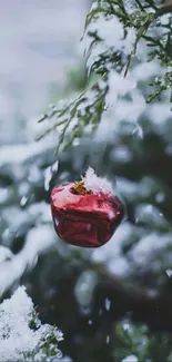 Red ornament on snow-covered greenery and branches.