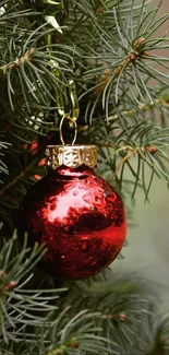 Red Christmas ornament hanging on pine tree branch.