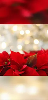 Close-up of vibrant red poinsettias against a festive blurred background.