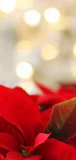 Vibrant red poinsettias with blurred festive lights.