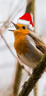 Whimsical robin wearing a Santa hat on a branch.