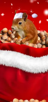 Cute squirrel in Santa hat with nuts on red background.