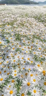 Field of daisies with a distant hill.