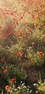 Vibrant field of red poppies under sunlight.