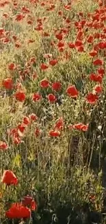 Vibrant red poppies field under sunlight.