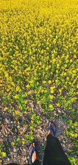 Footstep view in a field of bright yellow flowers under sunlight.