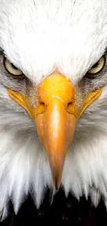 Close-up of a fierce bald eagle with piercing eyes.