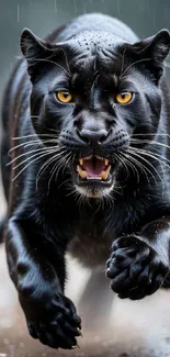 Black panther charging in the rain, fierce and powerful.