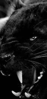 Close-up of a roaring black panther in dark monochrome.