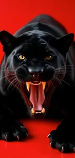 Fierce black panther on red background showing its teeth.