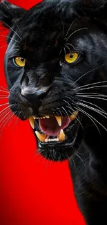 Fierce black panther with open mouth on red background.