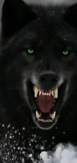 Fierce black wolf with green eyes in snow