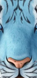 Close-up of a blue tiger with piercing eyes and detailed fur design.